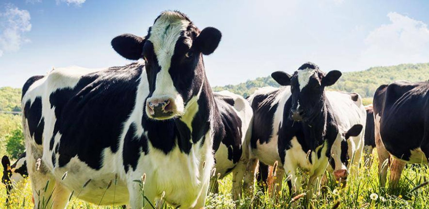 السل مرض مُعدٍ يصيب الماشية (جامعة كامبريدج)
